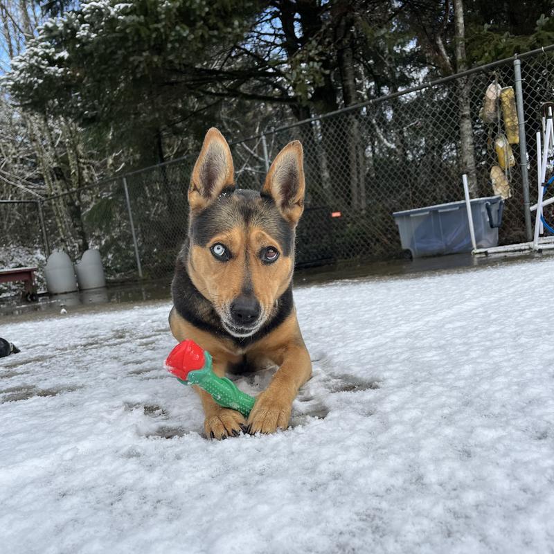 Heidi