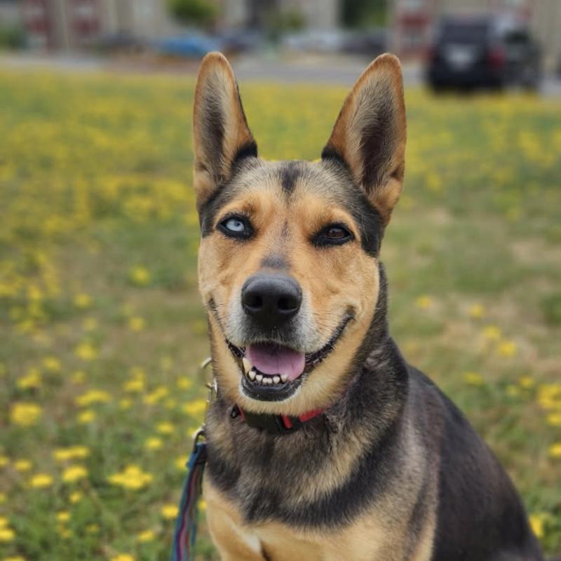 Heidi