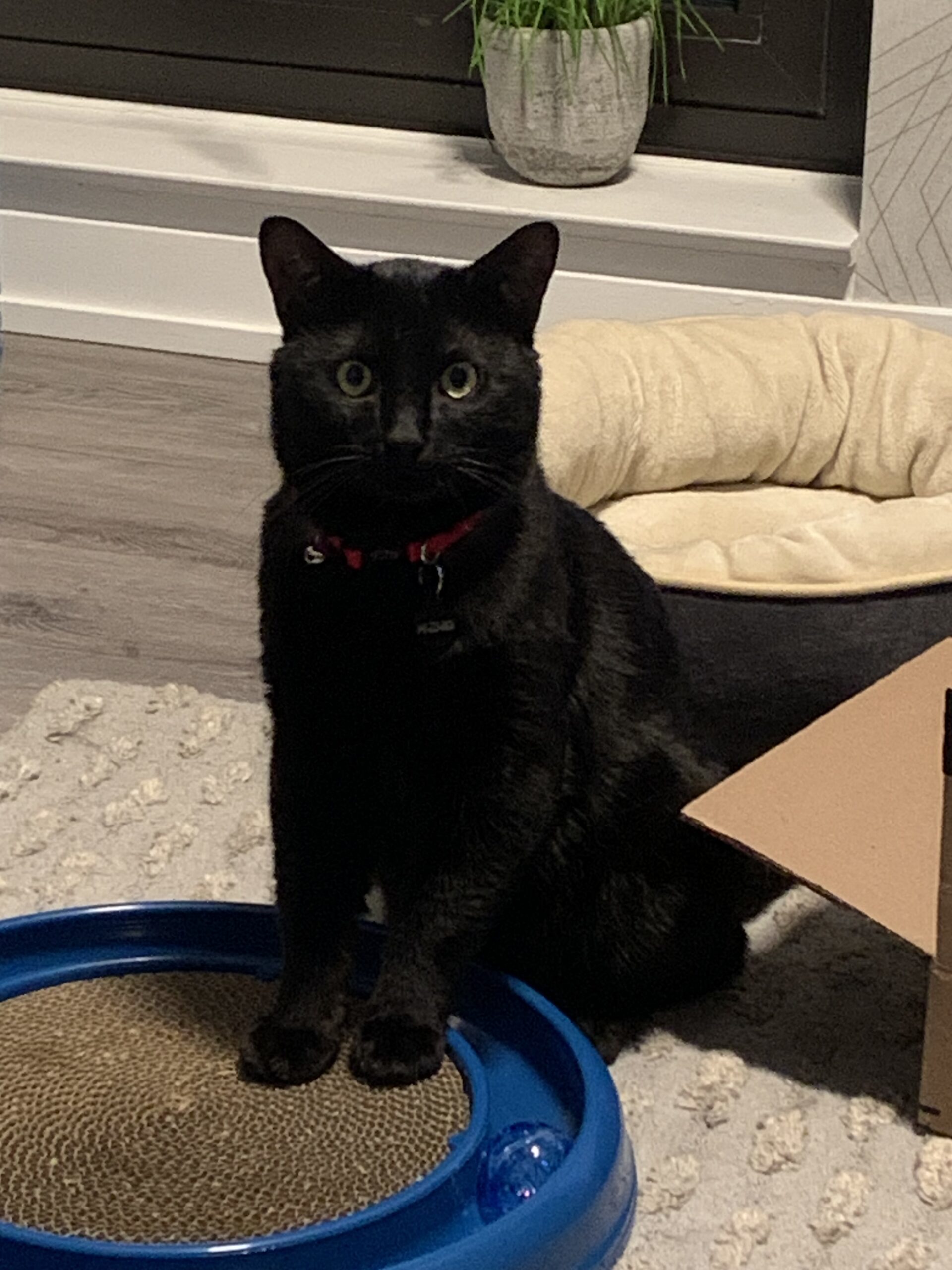 Meowzart