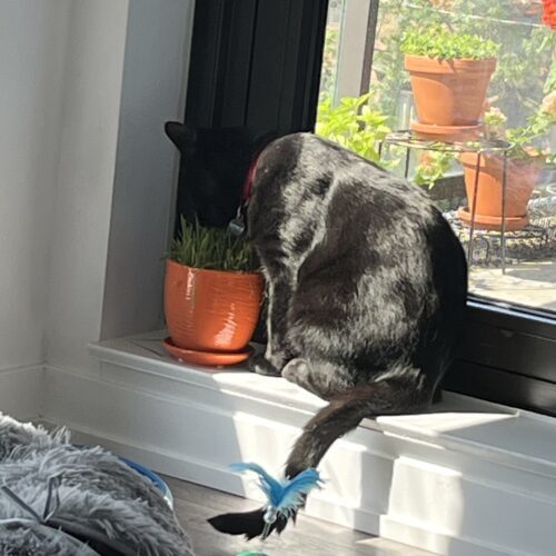 Meowzart