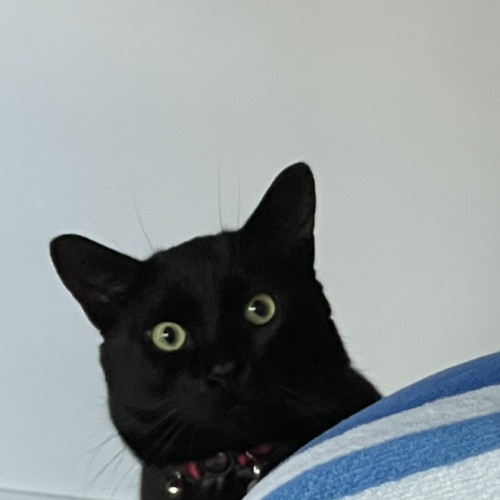 Meowzart