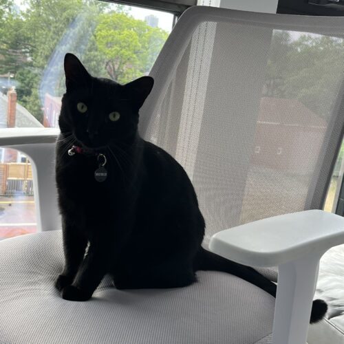 Meowzart