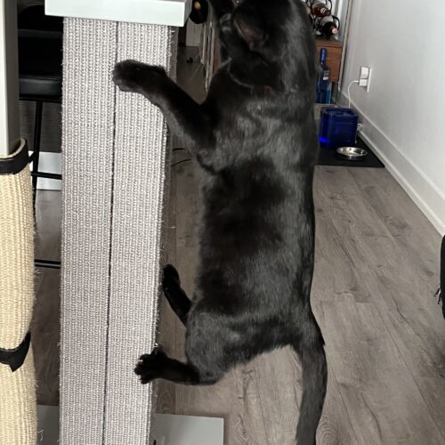 Meowzart