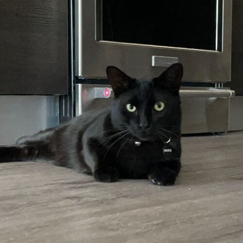Meowzart