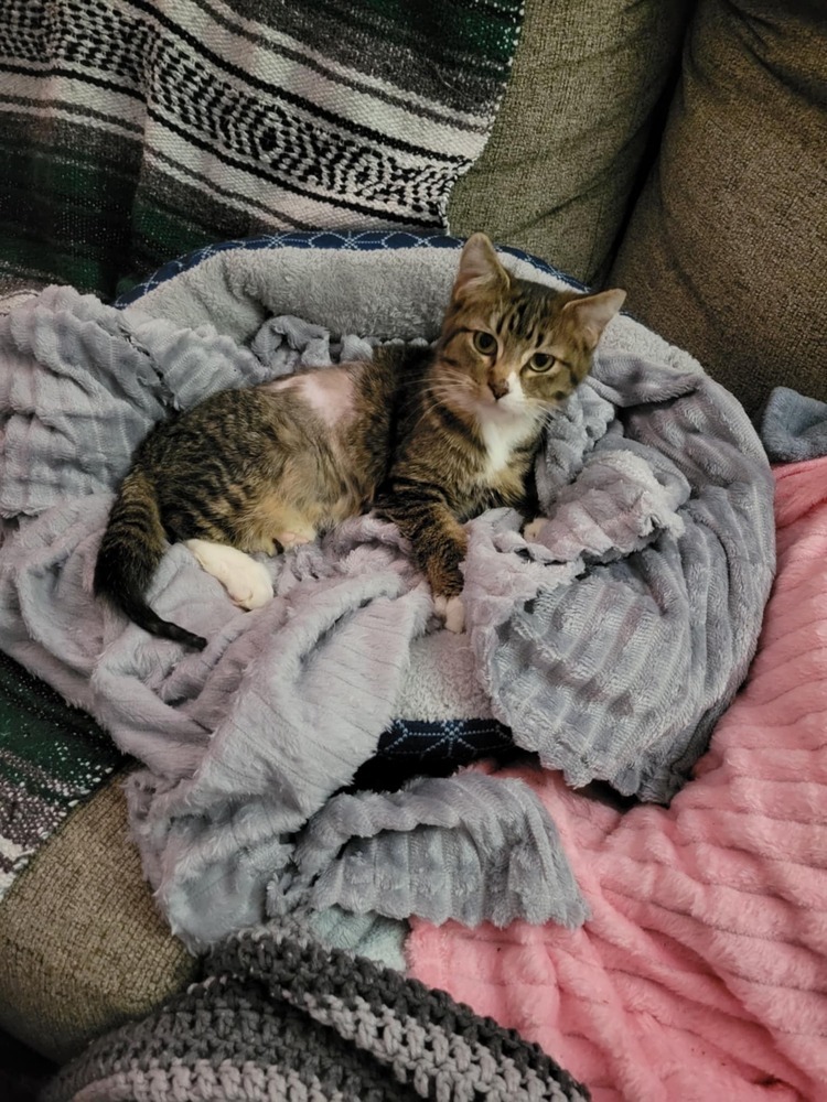 Theo, an adoptable Domestic Short Hair in Emporia, KS, 66801 | Photo Image 1
