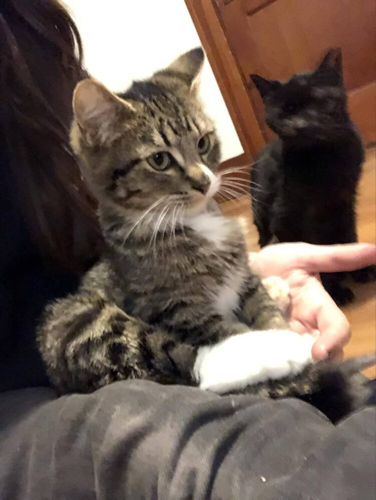 Theo, an adoptable Domestic Short Hair in Emporia, KS, 66801 | Photo Image 2