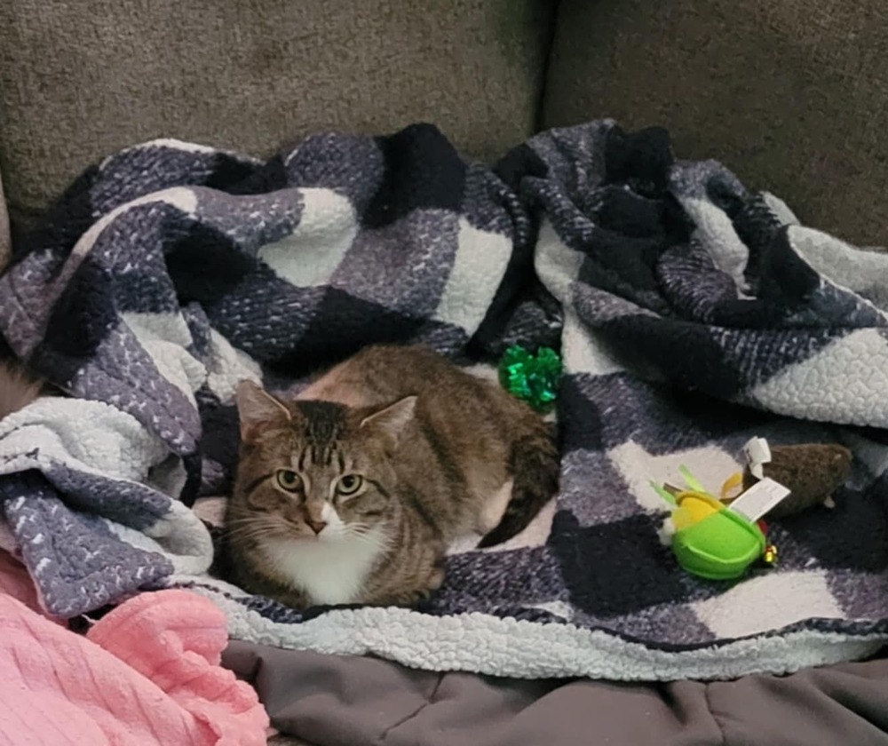 Theo, an adoptable Domestic Short Hair in Emporia, KS, 66801 | Photo Image 3