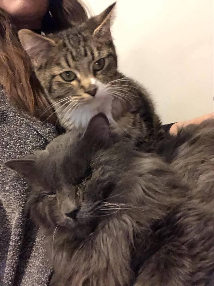 Theo, an adoptable Domestic Short Hair in Emporia, KS, 66801 | Photo Image 4