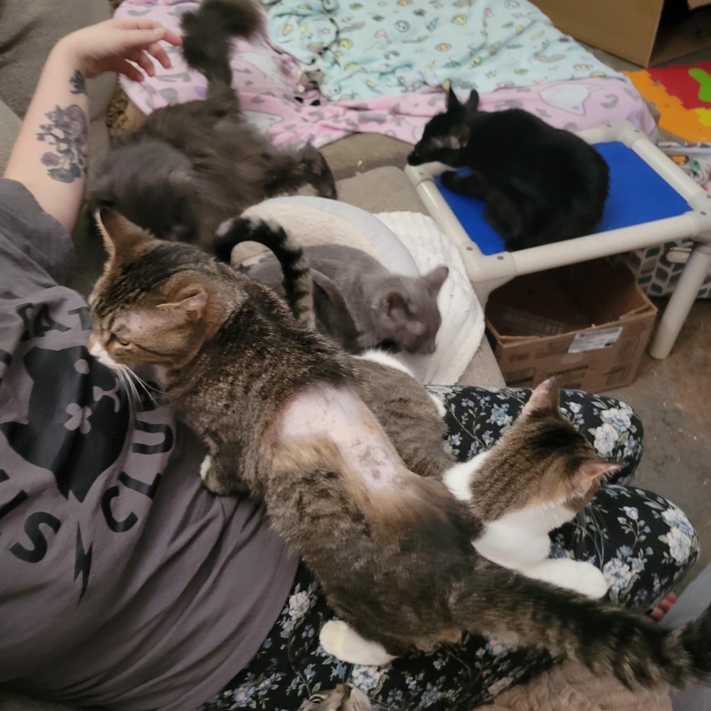 Theo, an adoptable Domestic Short Hair in Emporia, KS, 66801 | Photo Image 5