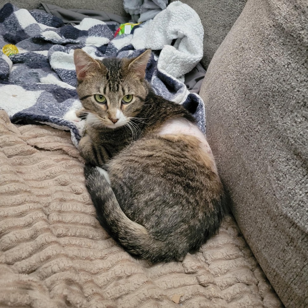 Theo, an adoptable Domestic Short Hair in Emporia, KS, 66801 | Photo Image 6