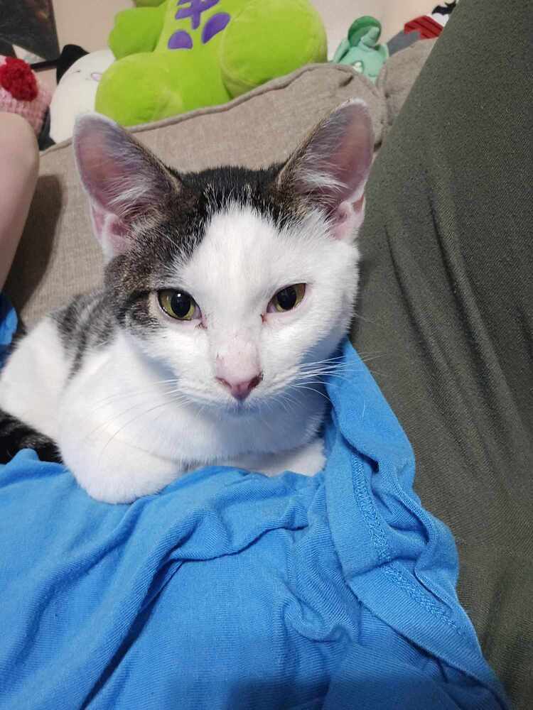 Odie, an adoptable Domestic Short Hair in Emporia, KS, 66801 | Photo Image 5