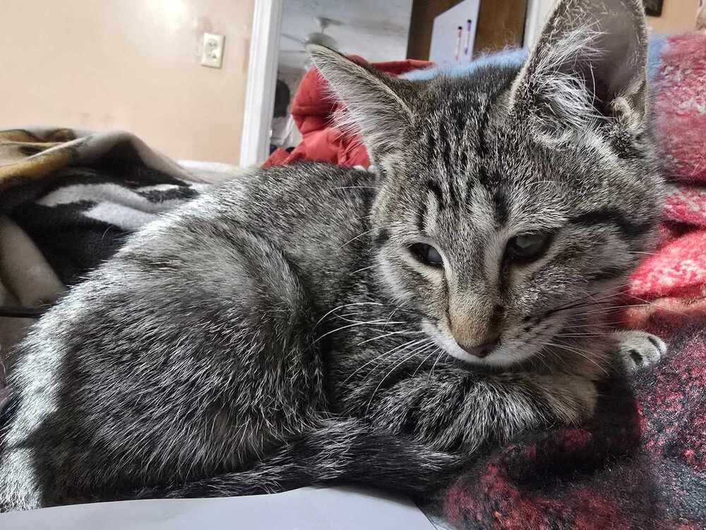 Vee, an adoptable Domestic Short Hair in Emporia, KS, 66801 | Photo Image 3