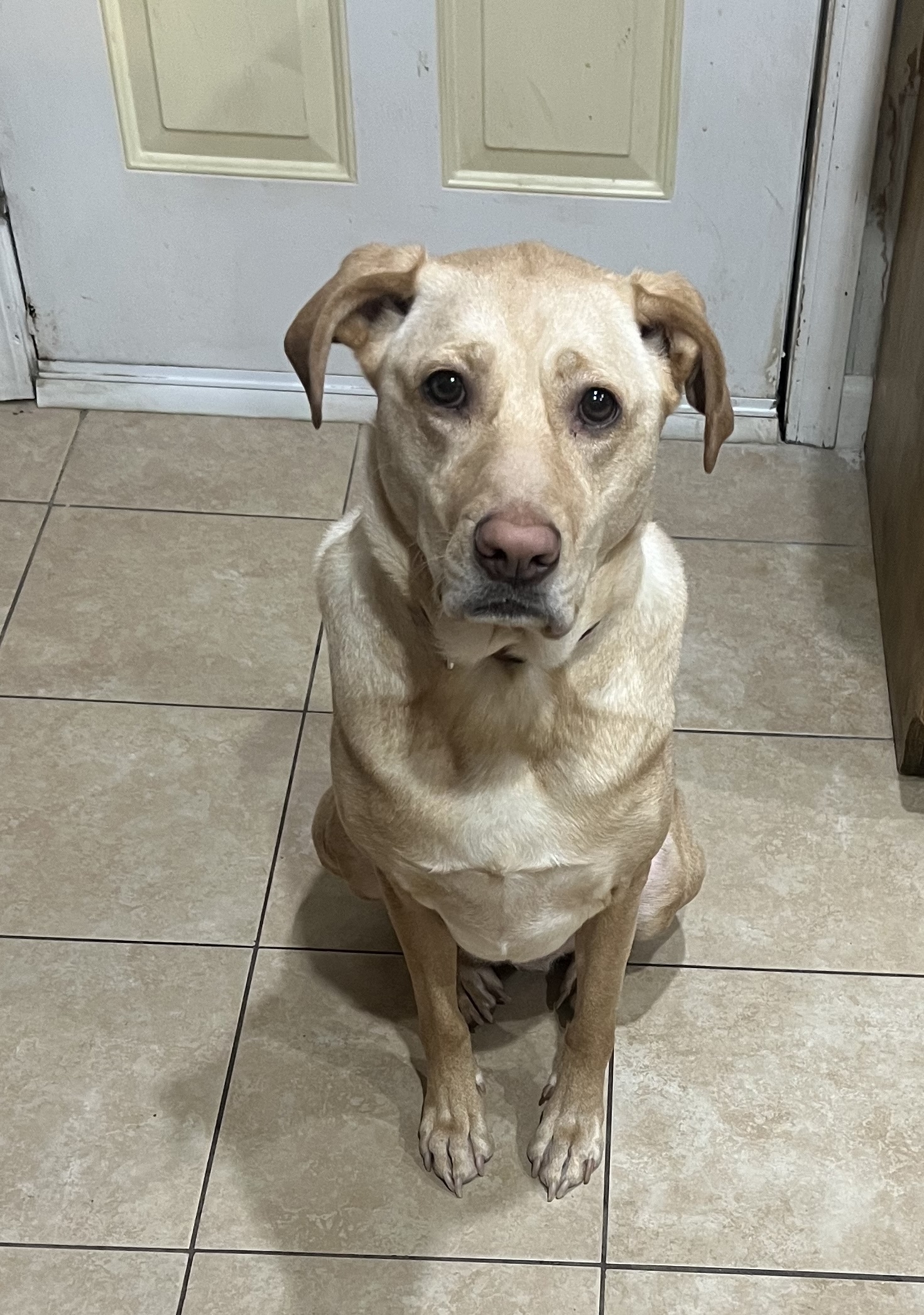 Lacey (surrender)