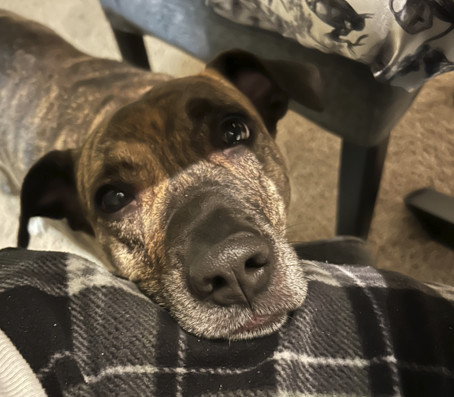 Maggie (surrender)