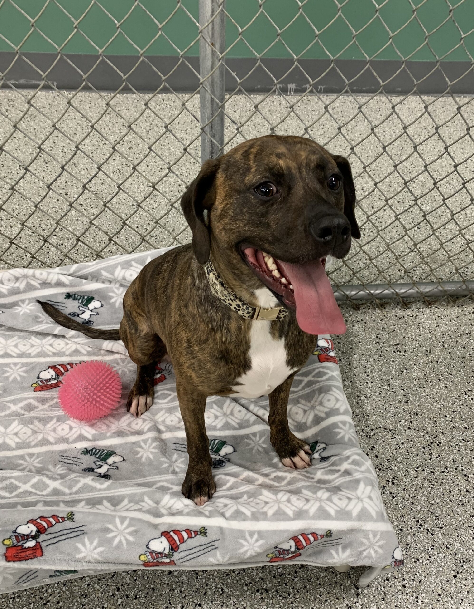 Nola (surrender)