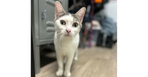 Storm, Adult Female unknown