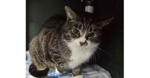 Dottie, Senior Female unknown