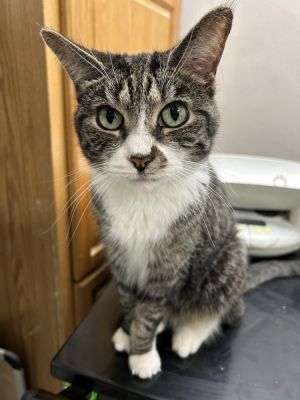 Dottie, Senior Female unknown