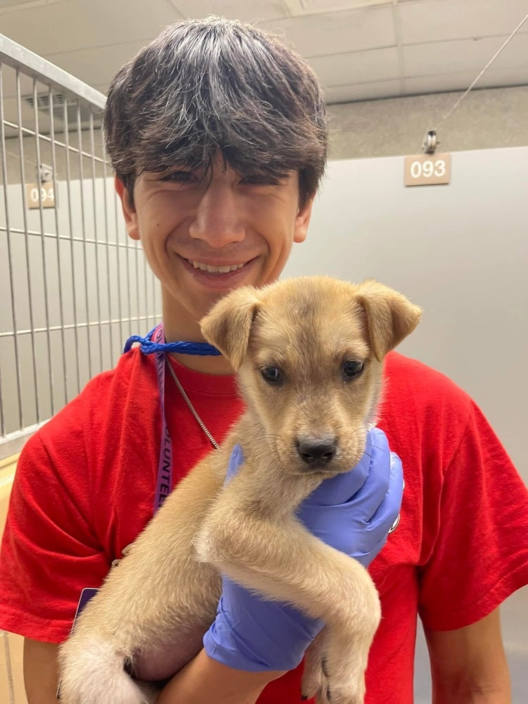 Dog for adoption - Chewbacca, a Labrador Retriever Mix in Saugus, MA ...