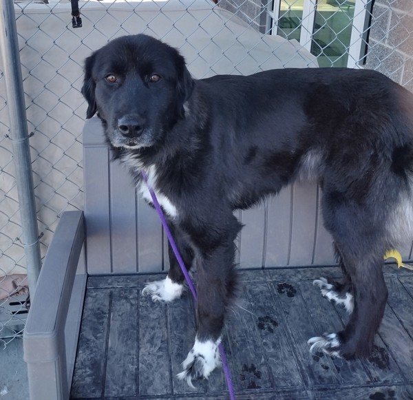 Kona 43589, an adoptable Newfoundland Dog, Great Pyrenees in Pocatello, ID, 83205 | Photo Image 2