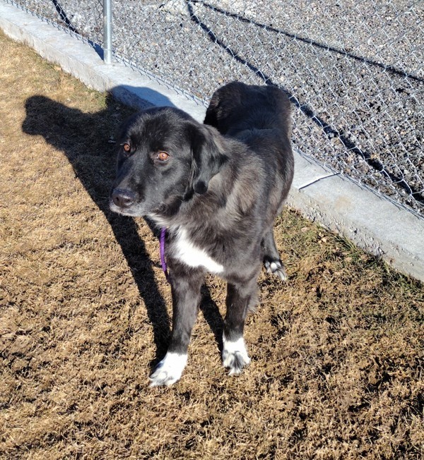 Kona 43589, an adoptable Newfoundland Dog, Great Pyrenees in Pocatello, ID, 83205 | Photo Image 3