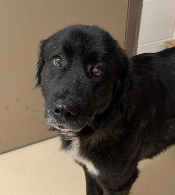 Kona 43589, an adoptable Newfoundland Dog, Great Pyrenees in Pocatello, ID, 83205 | Photo Image 4