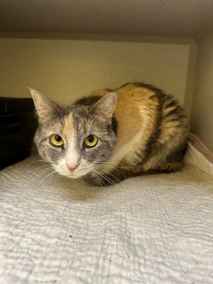 Lucy, Adult Female Domestic Short Hair
