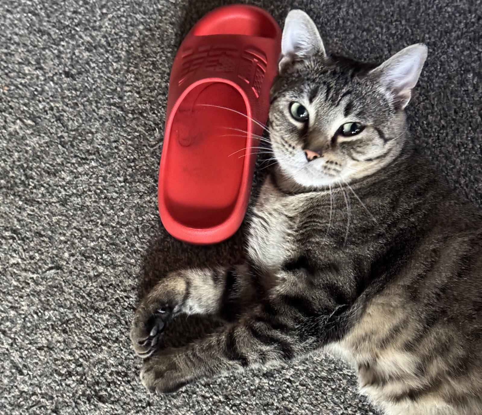 Kallay, an adoptable Domestic Short Hair in Princeton, MN, 55371 | Photo Image 1