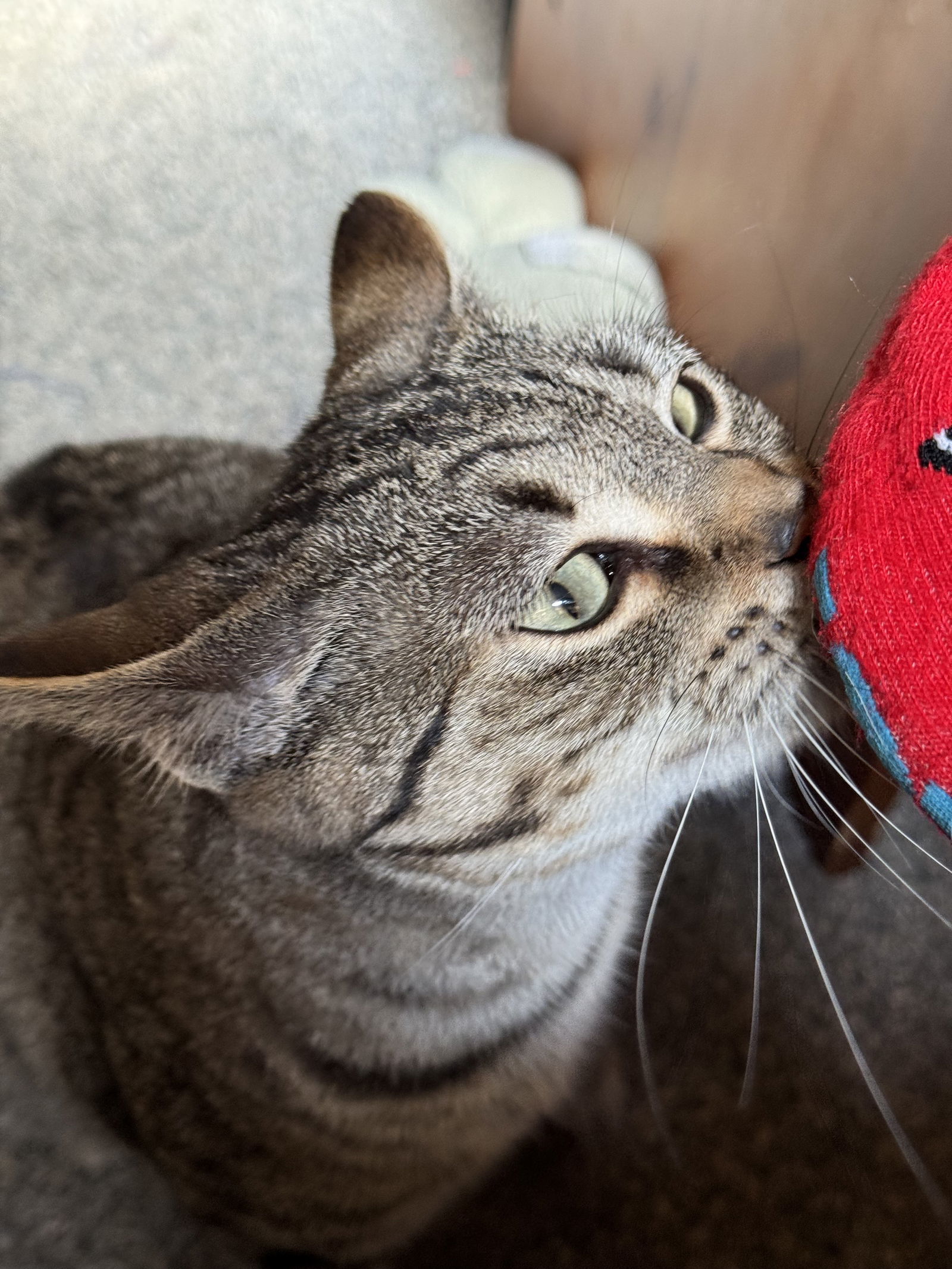 Kallay, an adoptable Domestic Short Hair in Princeton, MN, 55371 | Photo Image 3