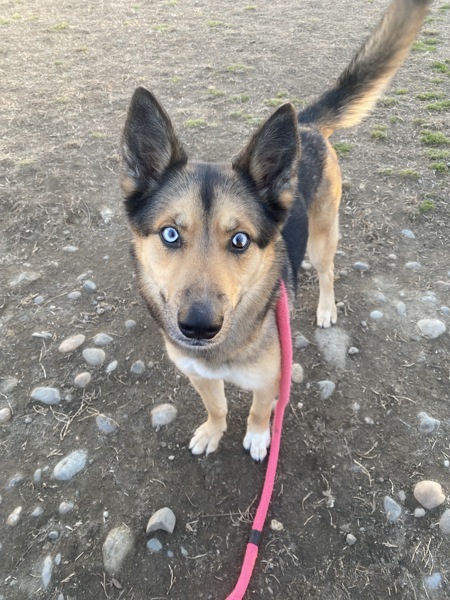 Ronja