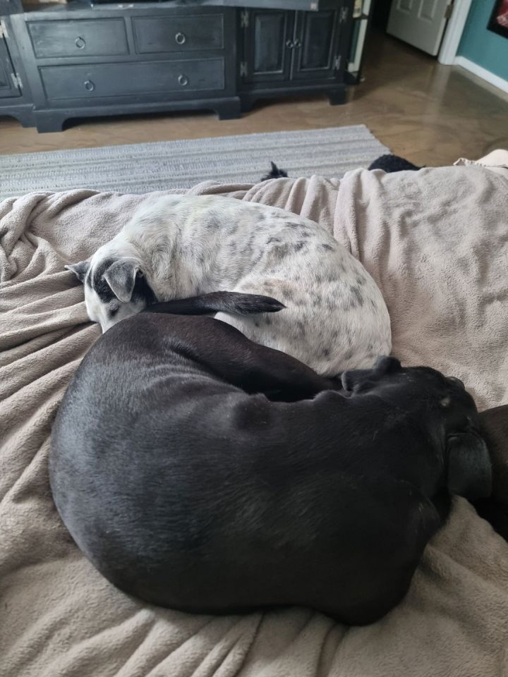 MOCHI 2