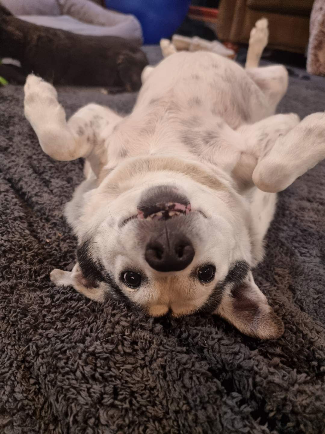 MOCHI