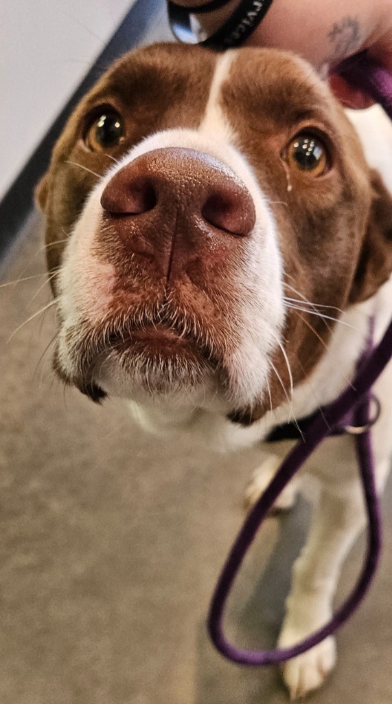 Daisy 1