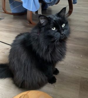 Pekoe
