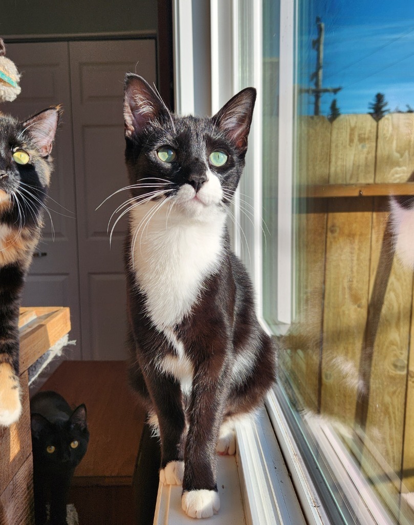 Sloane, an adoptable Domestic Short Hair in Palmer, AK, 99645 | Photo Image 1