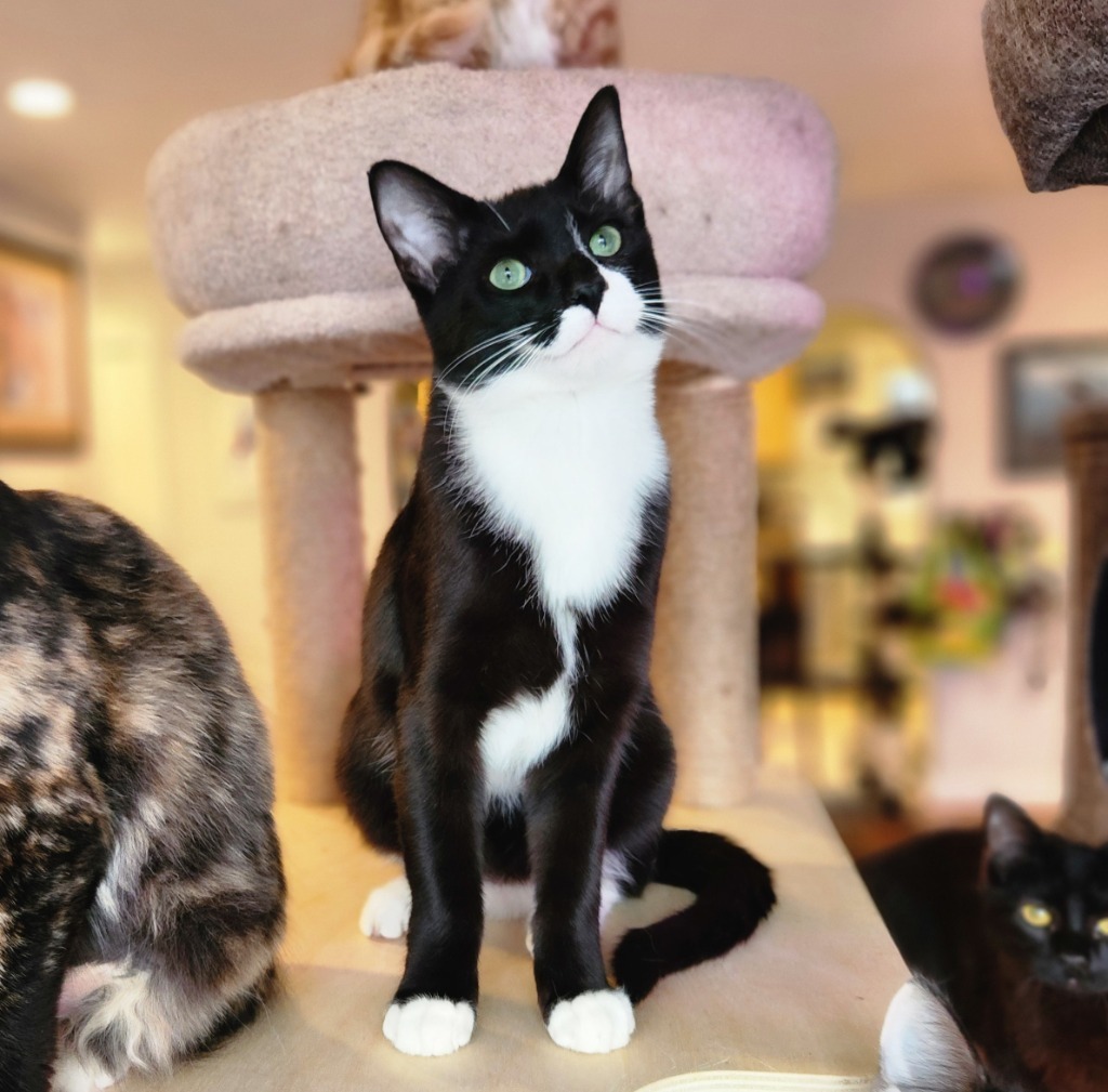 Sloane, an adoptable Domestic Short Hair in Palmer, AK, 99645 | Photo Image 2