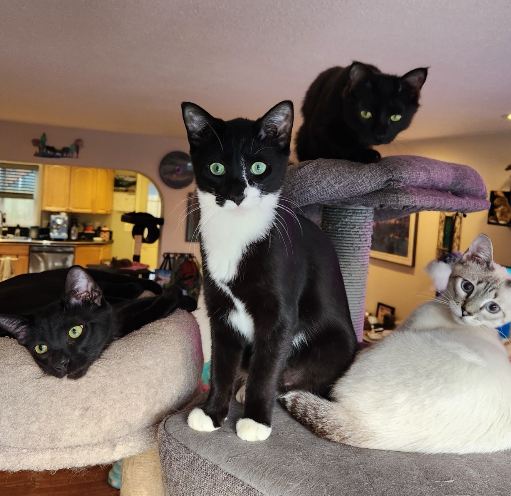 Sloane, an adoptable Domestic Short Hair in Palmer, AK, 99645 | Photo Image 3