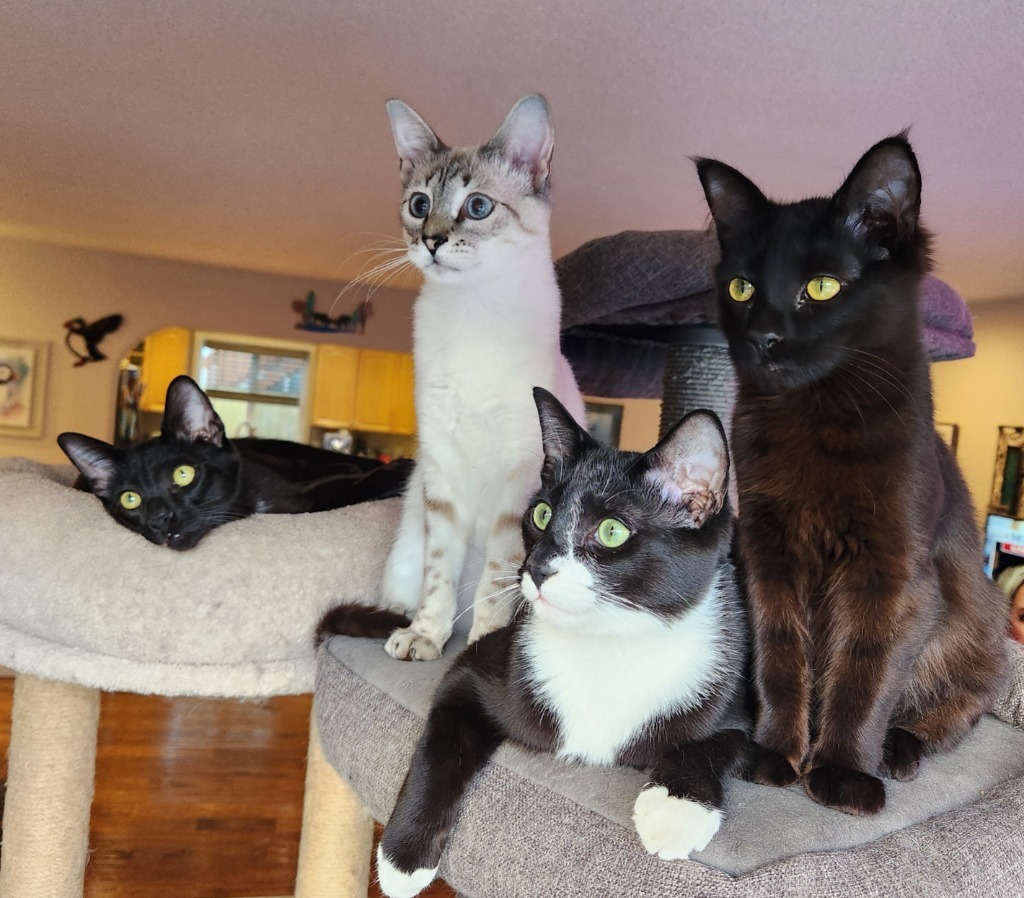 Sloane, an adoptable Domestic Short Hair in Palmer, AK, 99645 | Photo Image 5