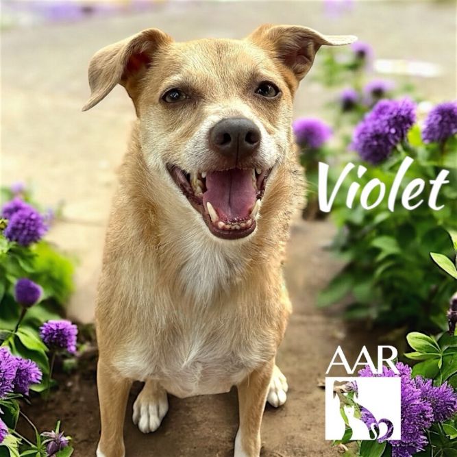 Violet