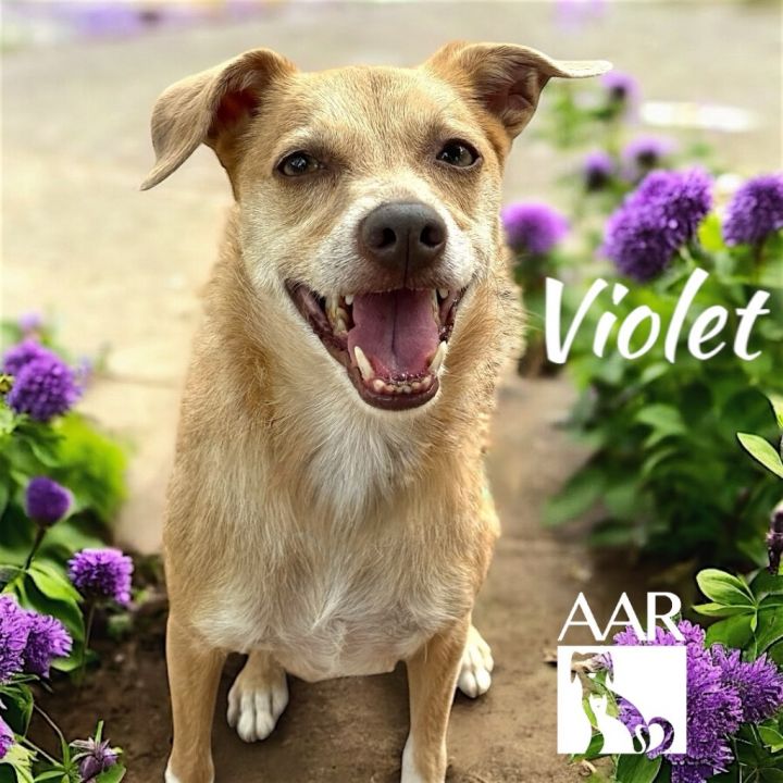 Violet 1