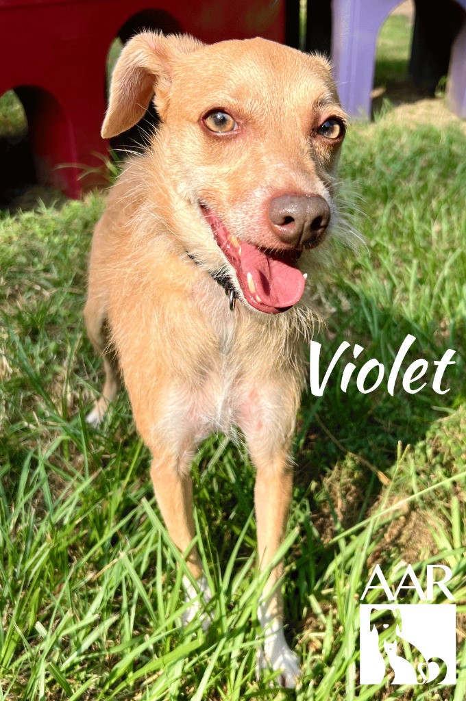 Violet 2
