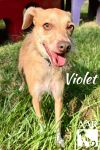 Violet photo 2