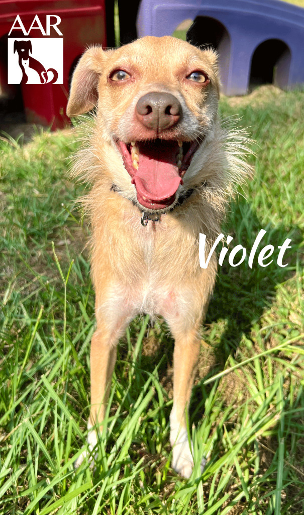 Violet 3