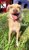 Violet photo 3
