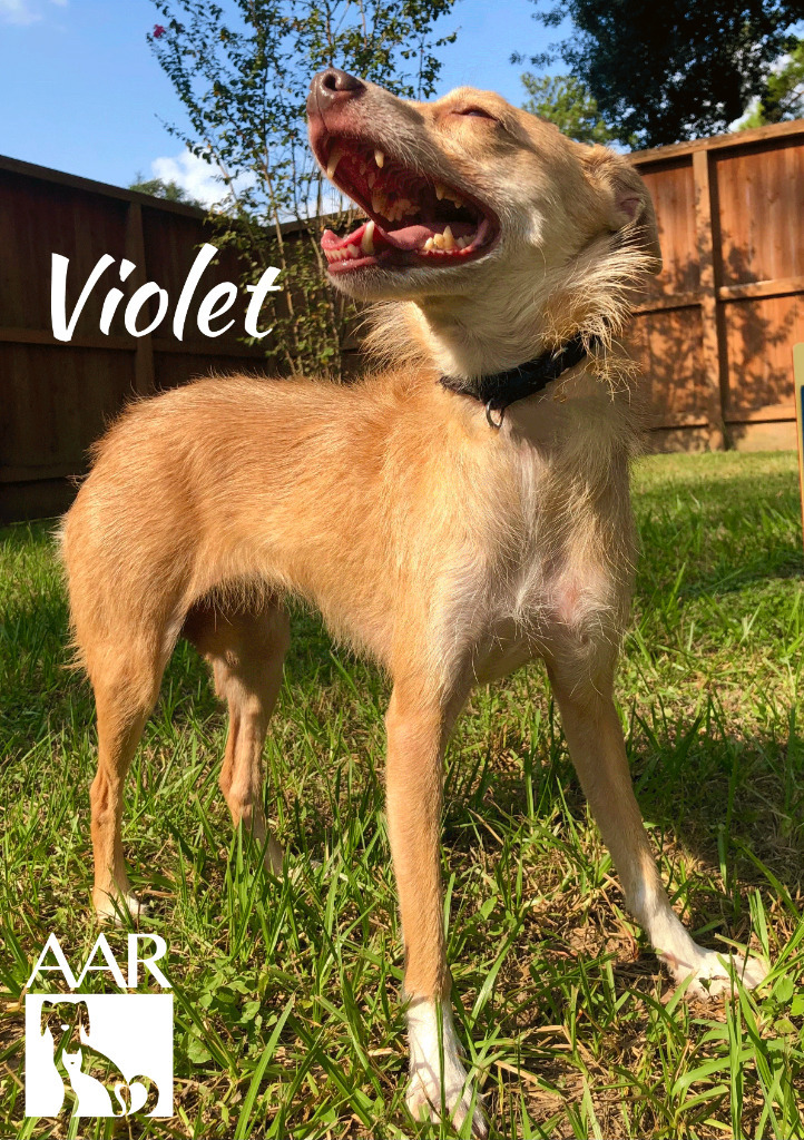 Violet, an adoptable Whippet, Chihuahua in Magnolia, TX, 77355 | Photo Image 4