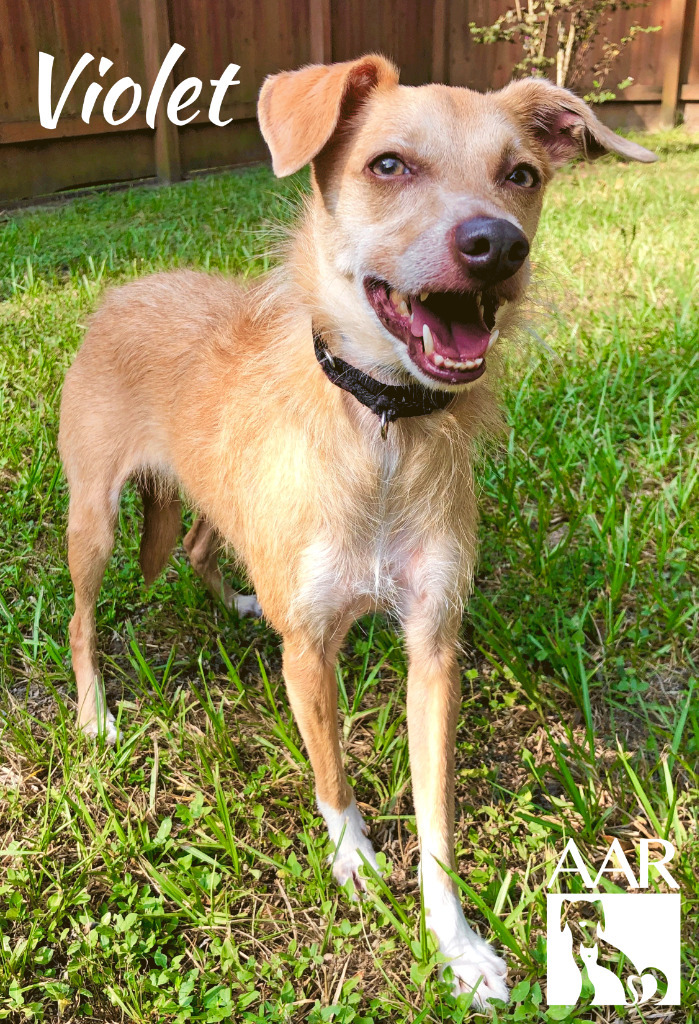 Violet, an adoptable Whippet, Chihuahua in Magnolia, TX, 77355 | Photo Image 5