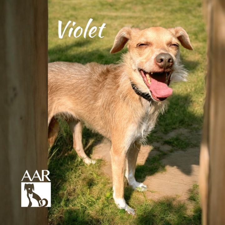 Violet 6