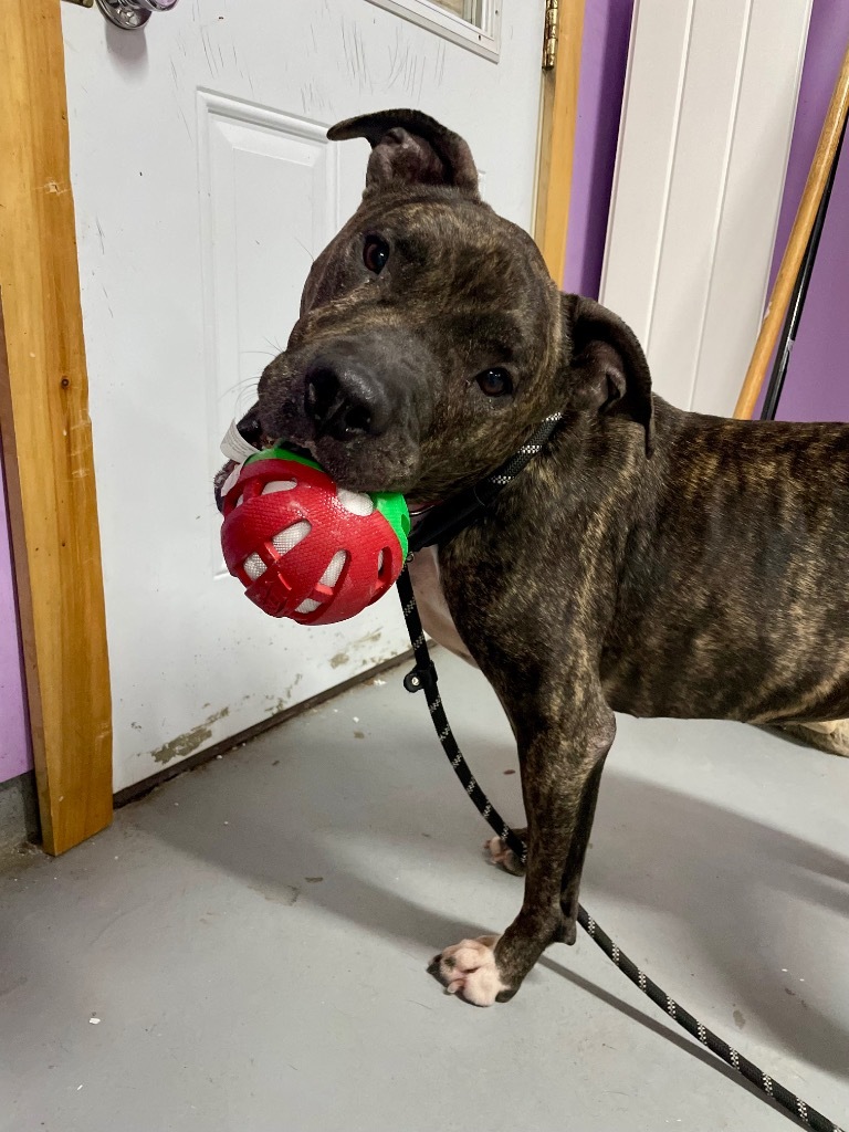Ava, an adoptable Pit Bull Terrier in Glenfield, NY, 13343 | Photo Image 1