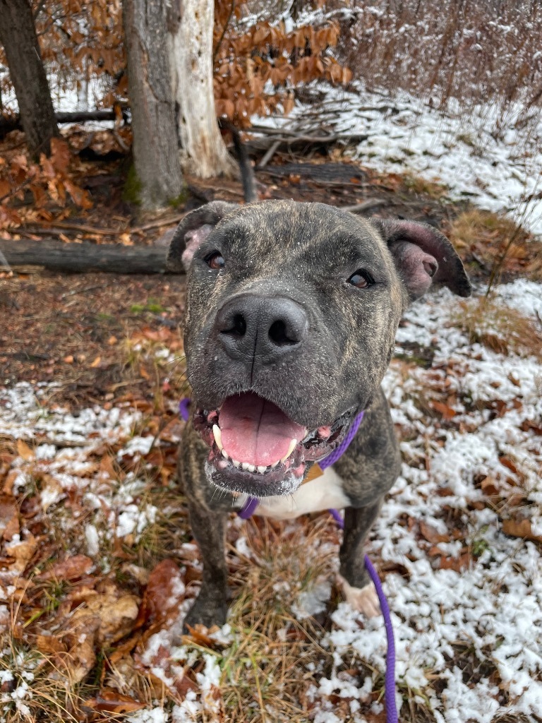 Ava, an adoptable Pit Bull Terrier in Glenfield, NY, 13343 | Photo Image 3