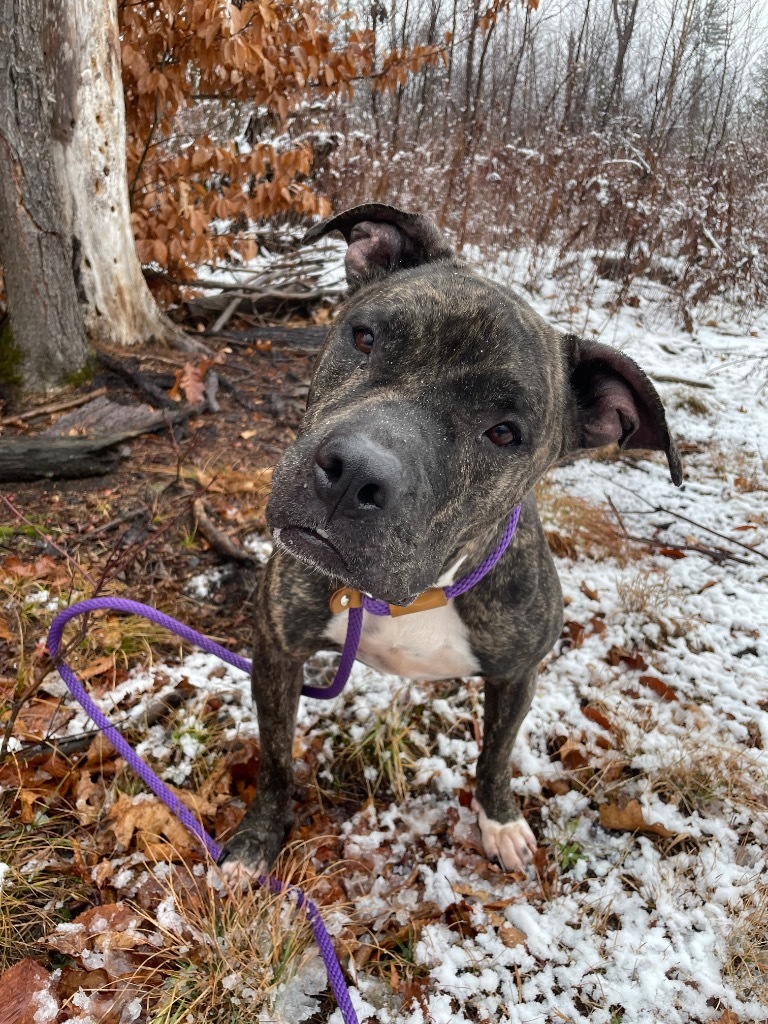 Ava, an adoptable Pit Bull Terrier in Glenfield, NY, 13343 | Photo Image 4